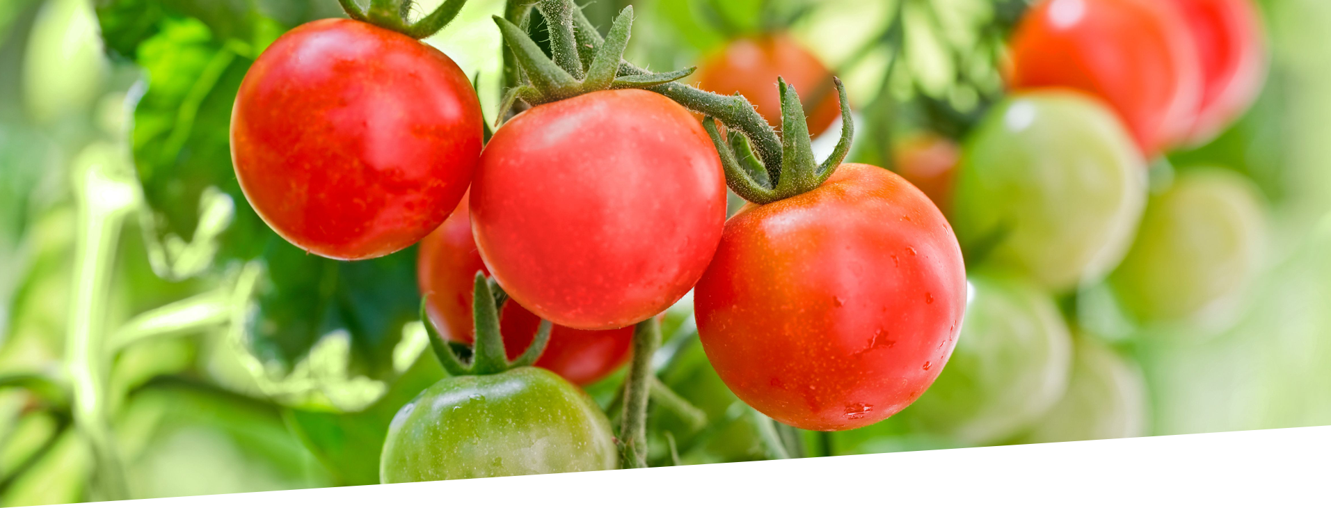 fresh Cherry tomatoes