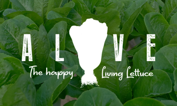 Happy Living Lettuce