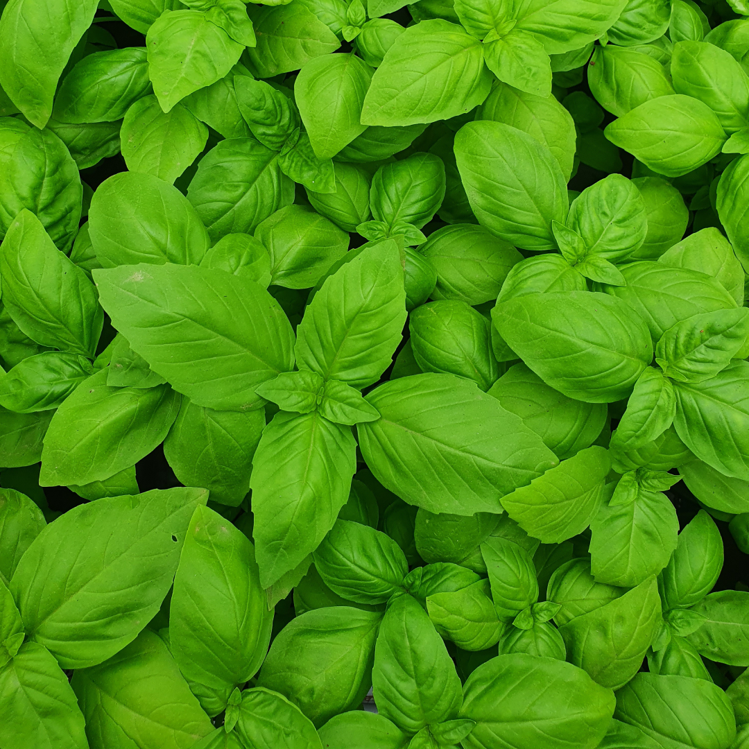 9 Delightful Hydroponically Grown Herbs on our Farm | Simply Fresh