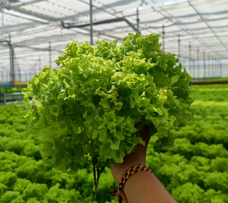 Green_Coral_Lettuce